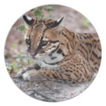 Ocelot 01 9x9 plate