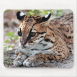 Ocelot 02 9x9 mousepad
