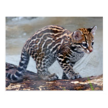 ocelot baby4x6 postcards