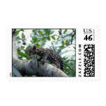 Ocelot-baby climbing tree postage