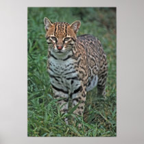 OCELOT Leopardus pardalis) CENTRAL AMERICA