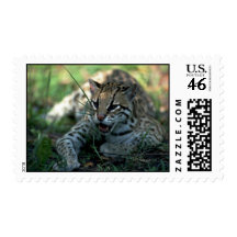 Ocelot lying down stamps