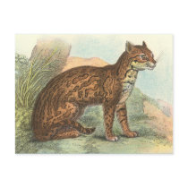 Ocelot postcards by ZephyrusBooks Ocelot postcards