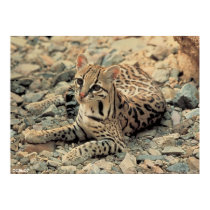Ocelot posters