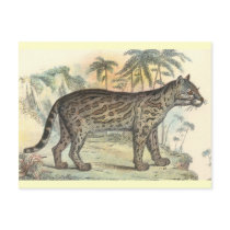Ocelot (variety) postcards by ZephyrusBooks Ocelot (variety) postcards