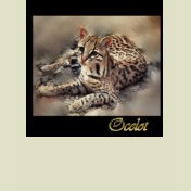 ocelot wildlife wildcat lovers