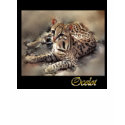 ocelot wildlife wildcat lovers t-shirts