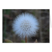 Ochoco Black Canyon Flora Flower Botany Wildflower Greeting Card