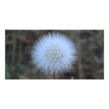 Ochoco Black Canyon Flora Flower Botany Wildflower Photo Cards