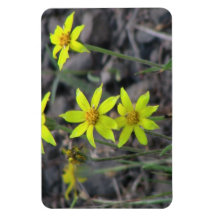 Ochoco Black Canyon Flora Flower Botany Wildflower Rectangular Magnets