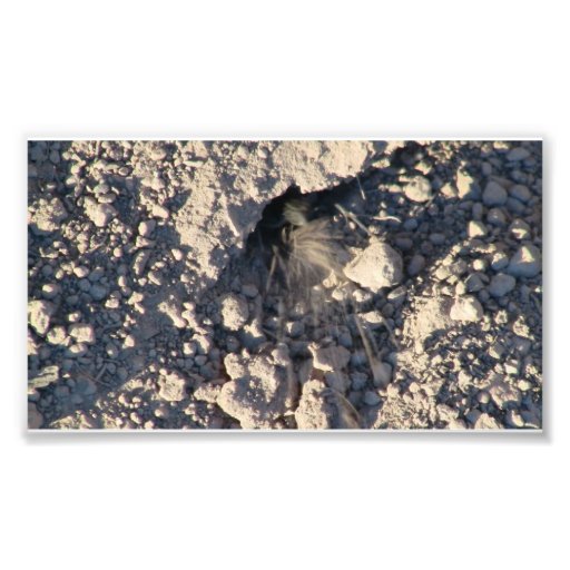 Ochoco Black Canyon Insects / Arachnids Bugs Fauna Photograph