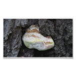Ochoco Black Canyon Mushroom Fungi Lichen Mosses Photo Print