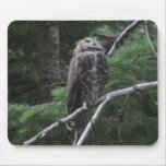 Ochoco Black Canyon Oregon Animal Bird Aves Fauna Mouse Pads