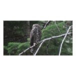 Ochoco Black Canyon Oregon Animal Bird Aves Fauna Photo Cards