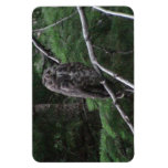 Ochoco Black Canyon Oregon Animal Bird Aves Fauna Vinyl Magnets