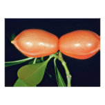 Ochrosia elliptica (Ochrosia)  flowers Custom Invitation
