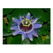 Ocoee flower Passiflora caerulea Passion flower Post Card