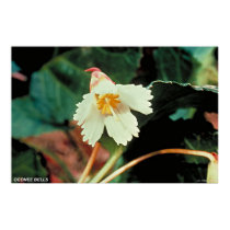 Oconee Bells posters
