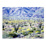 Ocotillo And Desert Flowers In Bloom Post Card