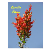 Ocotillo Bloom Postcards