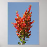 Ocotillo Bloom Print