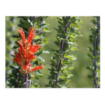 Ocotillo in Bloom Post Cards