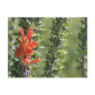 Ocotillo in Bloom Post Cards