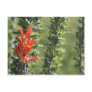 Ocotillo in Bloom Post Cards