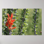 Ocotillo in Bloom Poster