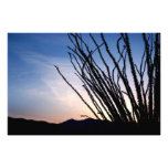 Ocotillo Night Photo Print