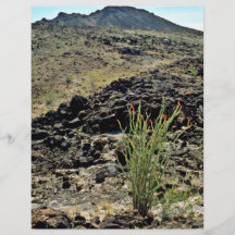Ocotillo On Black Rocky Hillside Custom Flyer