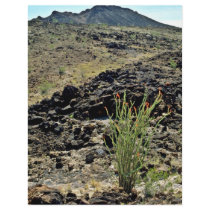 Ocotillo On Black Rocky Hillside Custom Flyer
