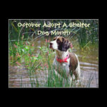 October Adopt A Shelter Dog Month Postcard postcards