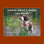 October Adopt A Shelter Dog Month Postcard