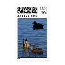 October Ducks  Postage stamps