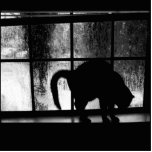 October Showers Cat Silhouette At Window 2 B&W Cut Out