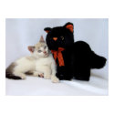 October Wild Kitten Prints