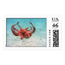 Octopus postage by hilory10028 Octopus postage
