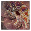 Octopus posters by Marjorie_Graterol Octopus posters