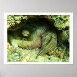 Octopus vulgaris poster