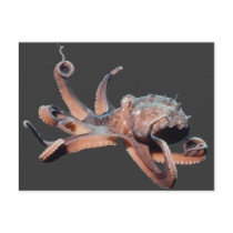 Octopus-Wild Thang postcards