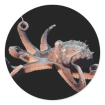 Octopus-Wild Thang stickers by H2Oasis Octopus-Wild Thang stickers