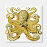 Octopus Yellow Magnet