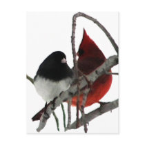 Odd Couple - Birds in the Bush postcards