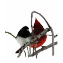 Odd Couple - Birds in the Bush t-shirts