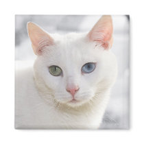 odd eyed white cat magnets by dbvisualarts odd eyed white cat magnets