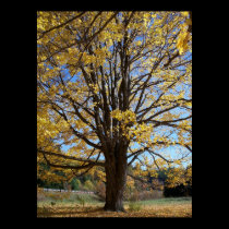 Odd shaped tree posters