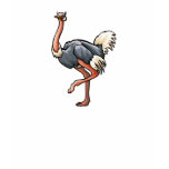 Odetta Ostrich