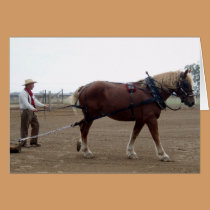 Odie the Belgian Horse driving cards