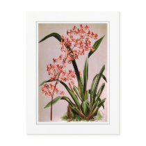 Odontoglossum edwardii postcard